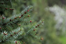 Парк им. Зернова - 30.jpg